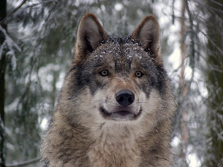 Endangered Animals gray wolf