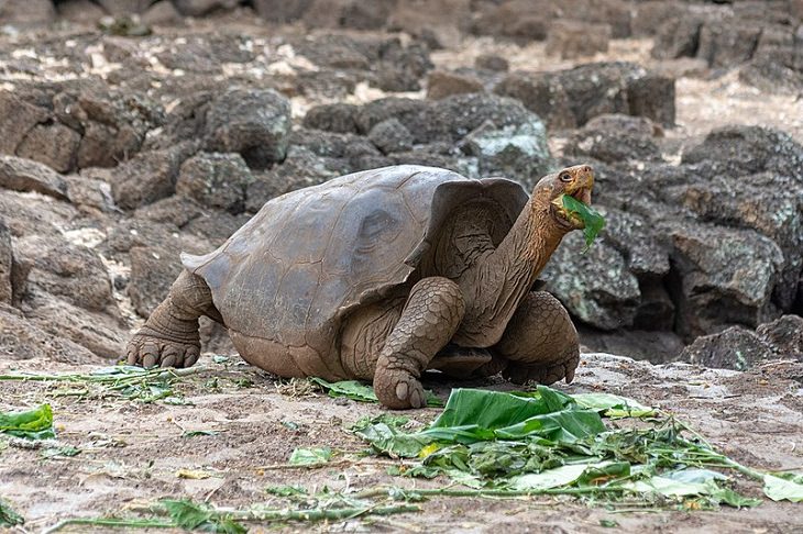 Endangered Animals Galapagos Giant Tortoise