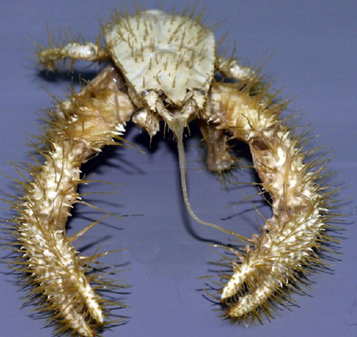 Strange, odd and weird looking animals, Yeti Crab