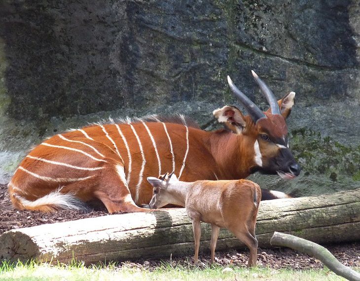 Endangered Animals Bongo