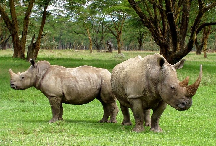 Endangered Animals White Rhinoceros