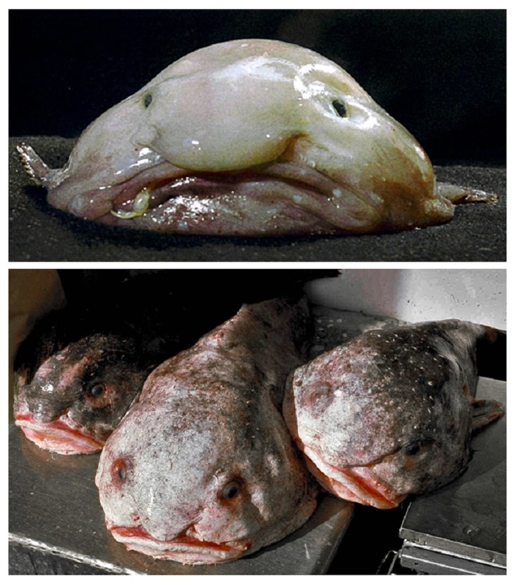 Strange, odd and weird looking animals, blob fish