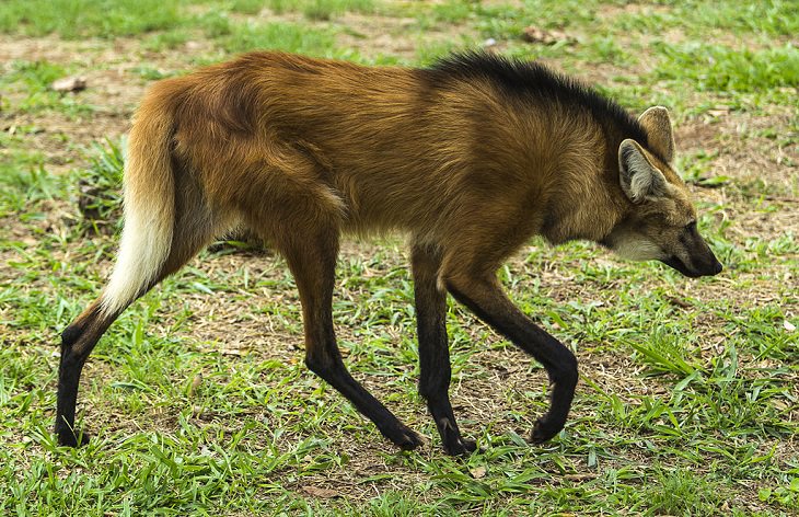 Strange, odd and weird looking animals, the maned wolf