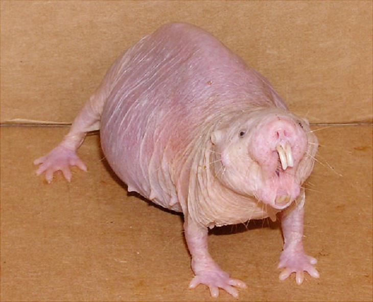 Strange, odd and weird looking animals, naked mole rat