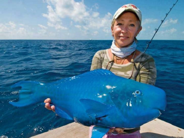Strange, odd and weird looking animals, the Blue Parrotfish