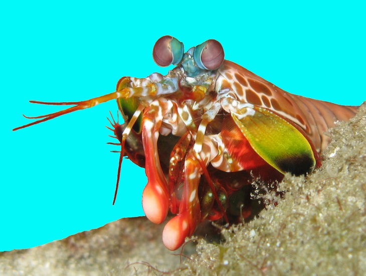 Strange, odd and weird looking animals, Mantis Shrimp