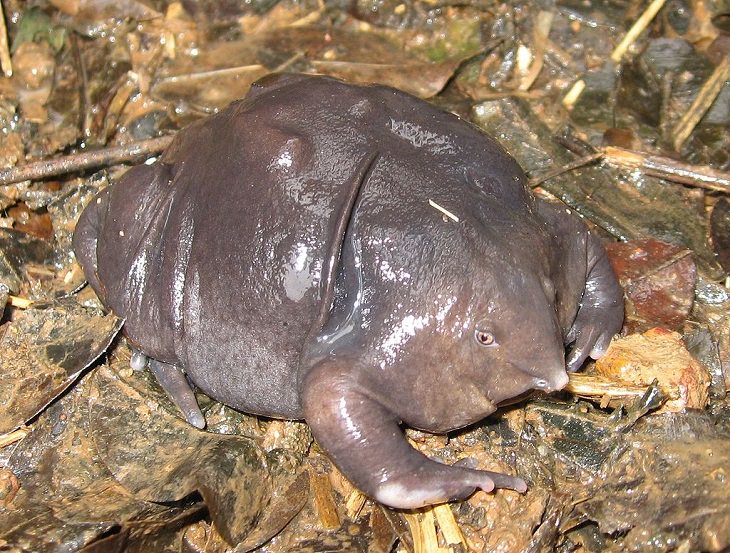 Strange, odd and weird looking animals, indian purple frog