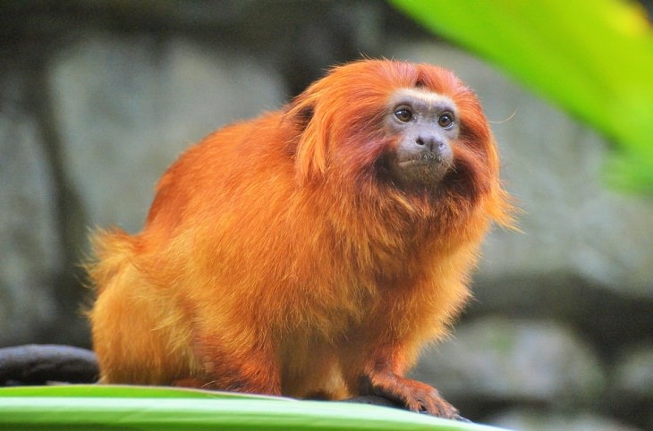 Endangered Animals Golden Lion Tamarin