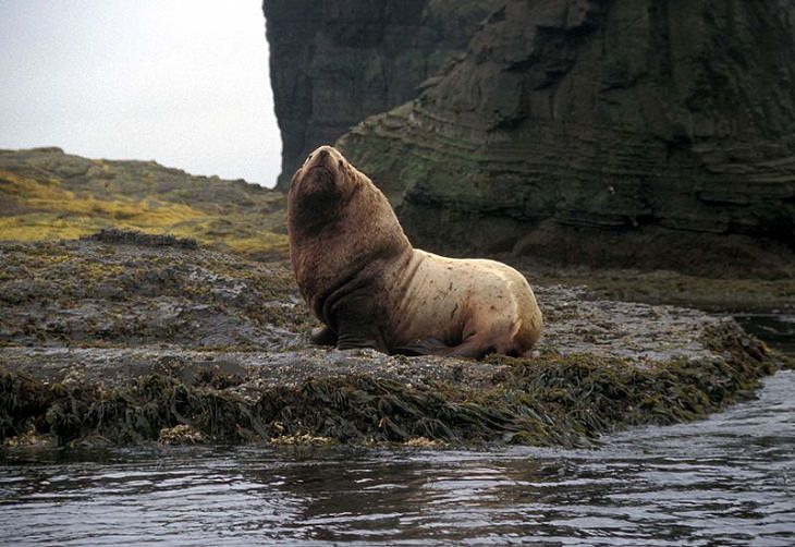 Endangered Animals Steller Sea Lion