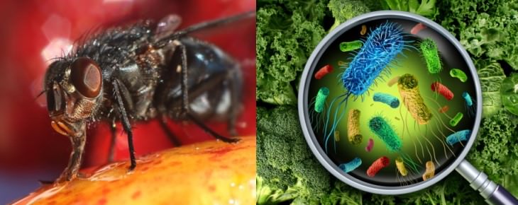 fly on food bacteria in greens