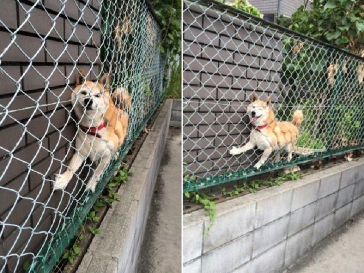 Hilarious fails and falls by animals and pets, dog trapped behind a fence