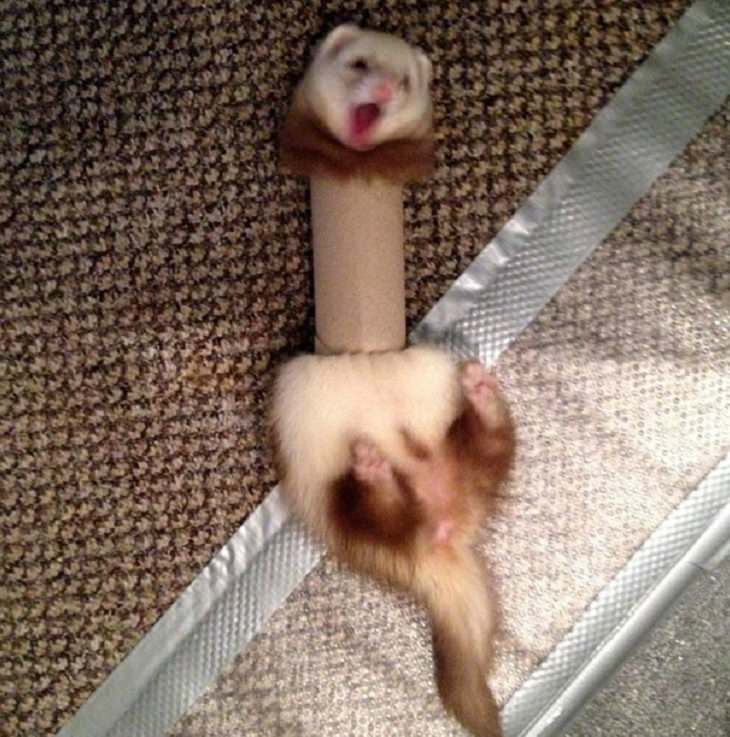 Hilarious fails and falls by animals and pets, mongoose caught in a toilet paper roll