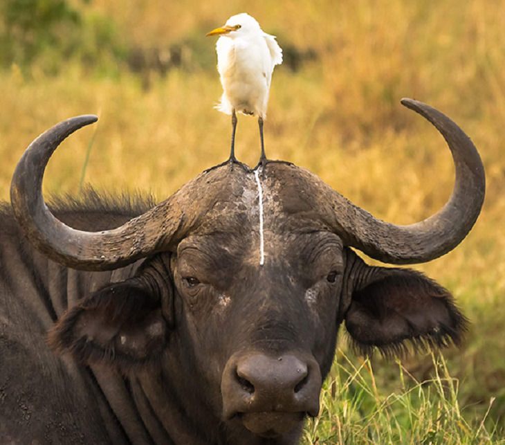 Hilarious fails and falls by animals and pets, bird sitting on ox's head and pooping