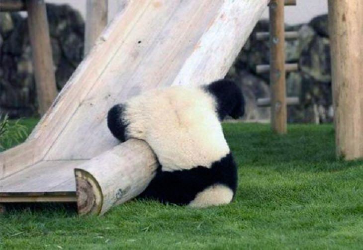 Hilarious fails and falls by animals and pets, panda falling on his face