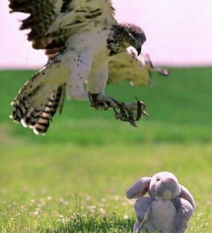 Hilarious fails and falls by animals and pets, a stuffed toy about to be snatched up by a hawk
