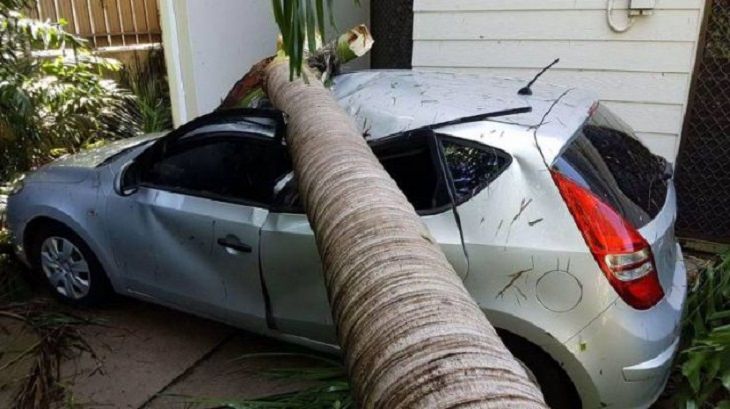 Hilariously bad days for people caught on camera, tree falling on car