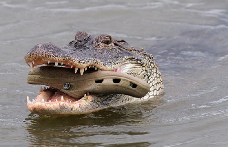 Hilarious fails and falls by animals and pets, alligator holding a croc shoe in its mouth