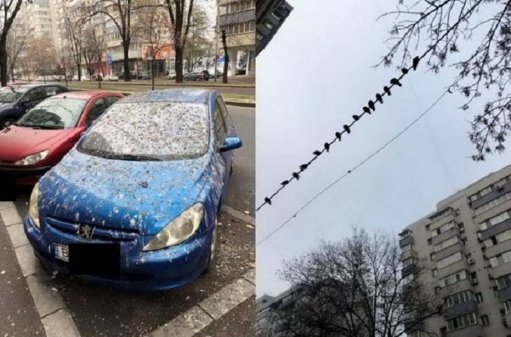 Hilariously bad days for people caught on camera, car covered in bird poop under telephone line with birds lined all along it