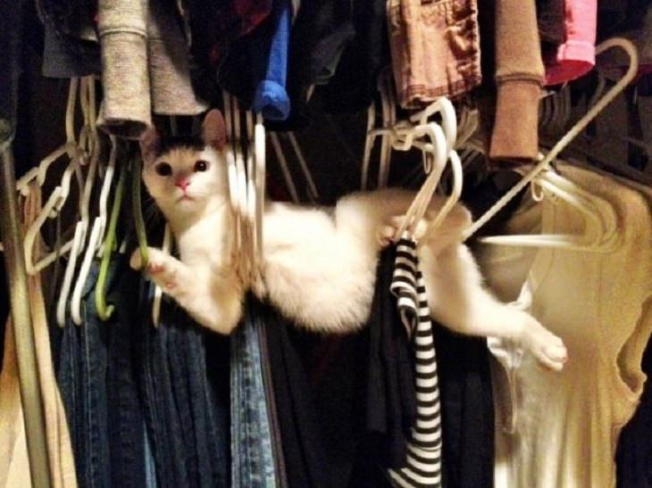 Hilarious fails and falls by animals and pets, cat wedged between hangers