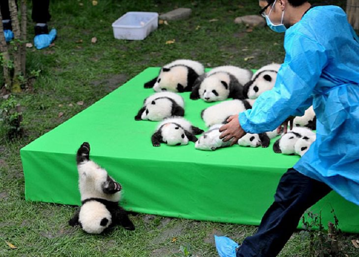 Hilarious fails and falls by animals and pets, baby panda falling on its face