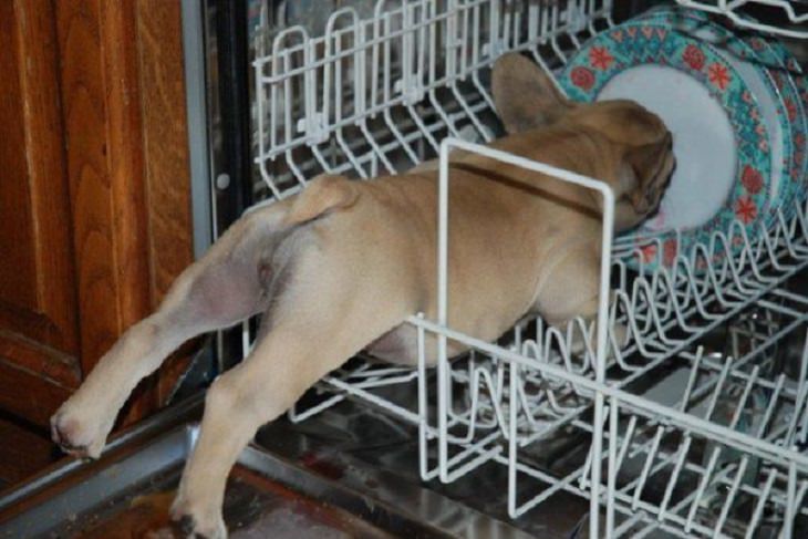 Hilarious fails and falls by animals and pets, dog in a dish washer