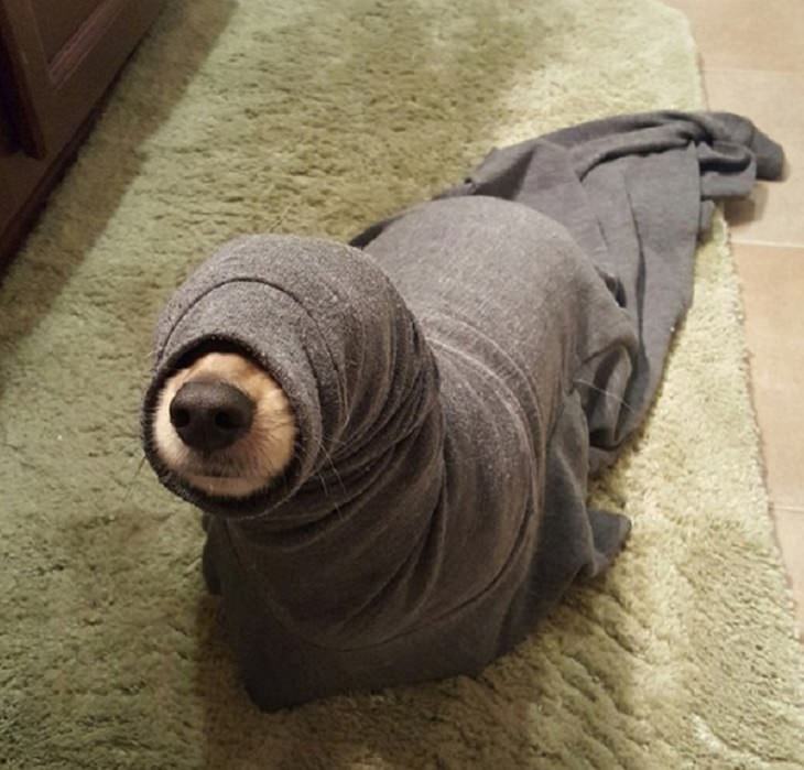 Hilarious fails and falls by animals and pets, dog in a sweater resembling a seal