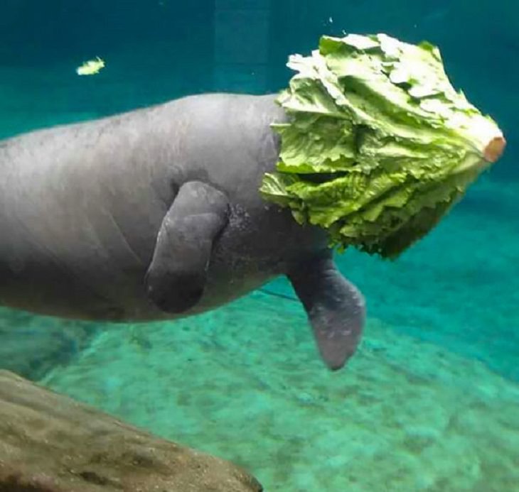 Hilarious fails and falls by animals and pets, manatee with lettuce on its head