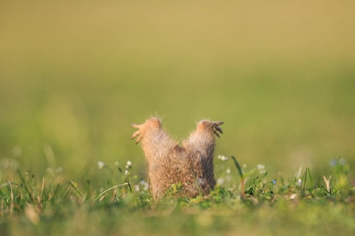 Hilarious fails and falls by animals and pets, groundhog stuck in hole