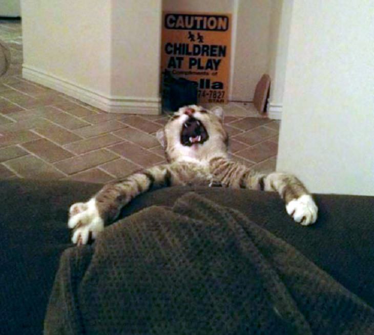 Hilarious fails and falls by animals and pets, cat clinging to blanket, about to fall