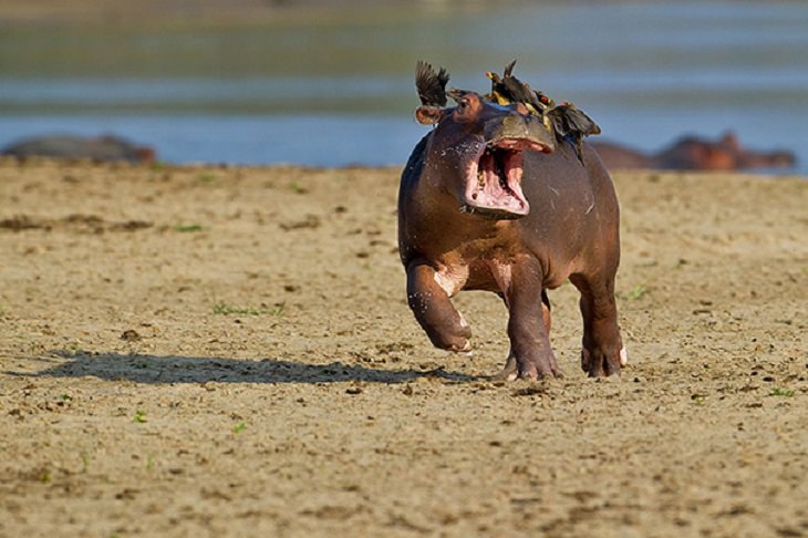 Hilarious fails and falls by animals and pets, hippo running with birds on its back