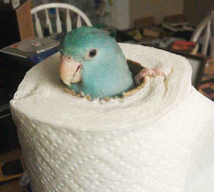Hilarious fails and falls by animals and pets, parrot caught in toiler paper roll