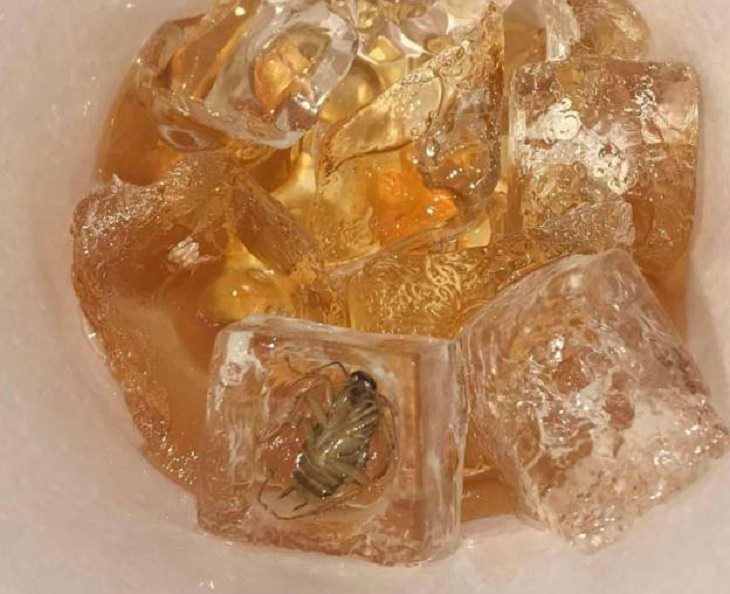 Hilariously bad days for people caught on camera, insect frozen in ice cube