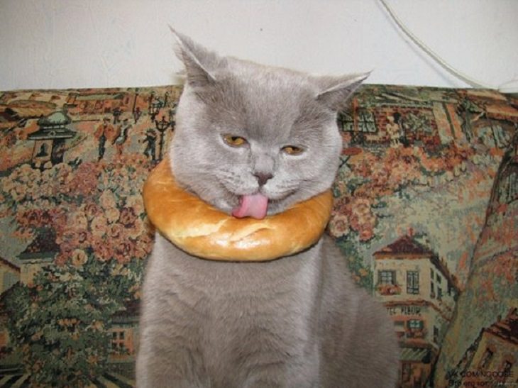 Hilarious fails and falls by animals and pets, cat wearing a bagel collar