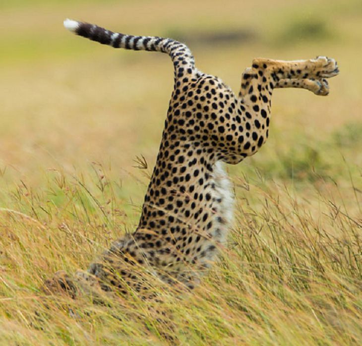 Hilarious fails and falls by animals and pets, cheetah falls on its face in the grass