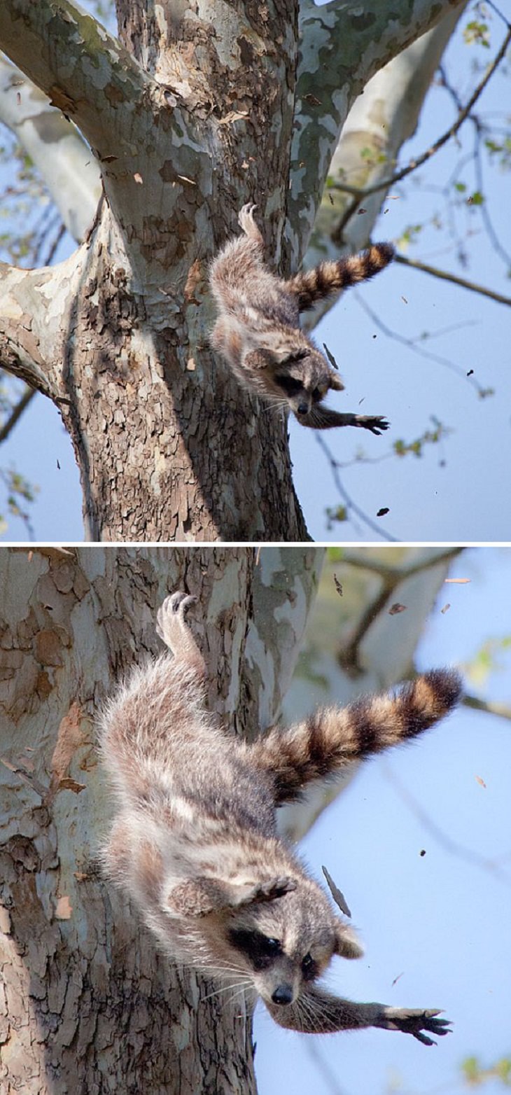 Hilarious fails and falls by animals and pets, bewildered raccoon makes a daring escape from the Lemur enclosure of a zoo he first broke into