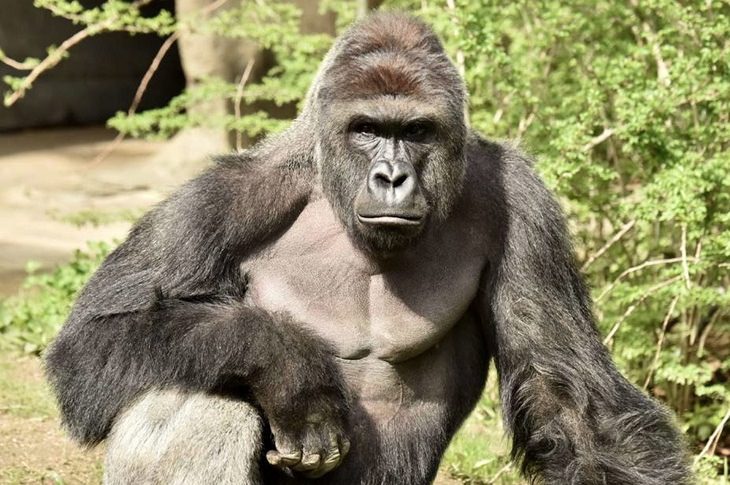 Decade news stories Harambe gorilla death