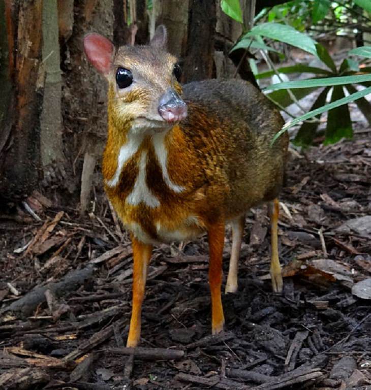 Animals Discovered Mouse Deer