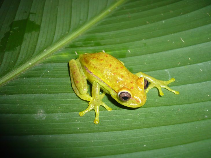 Animals Discovered Fluorescent Polka-dot tree frog
