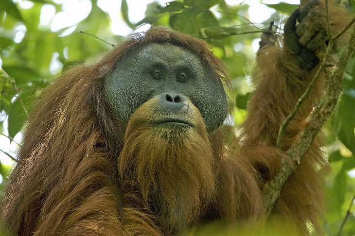 Animals Discovered Orangutan