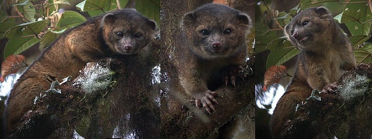 Animals Discovered Olinguito