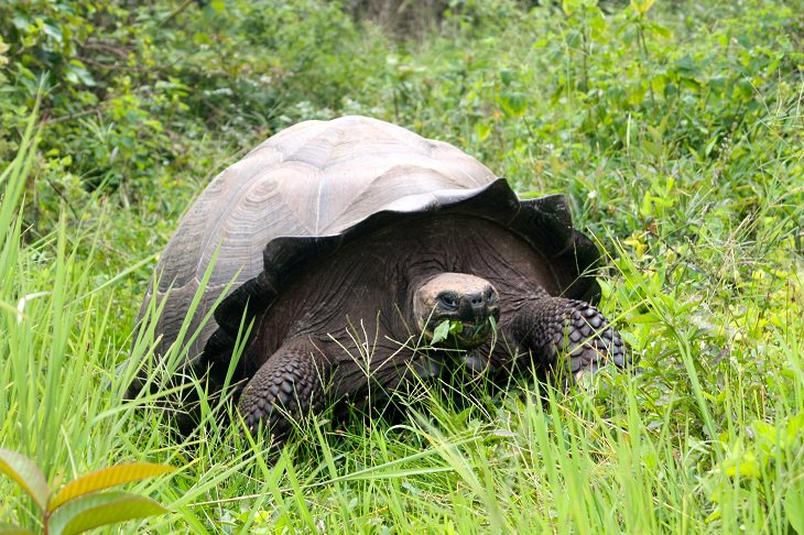 Animals Discovered Galapagos tortoise