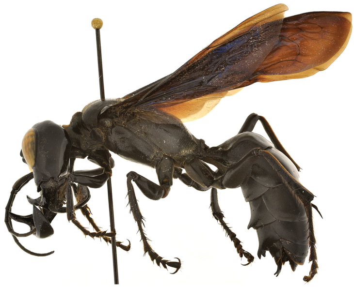 Animals Discovered Garuda Wasp