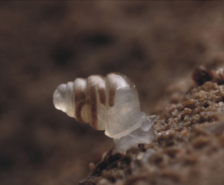 Animals Discovered Translucent Snail