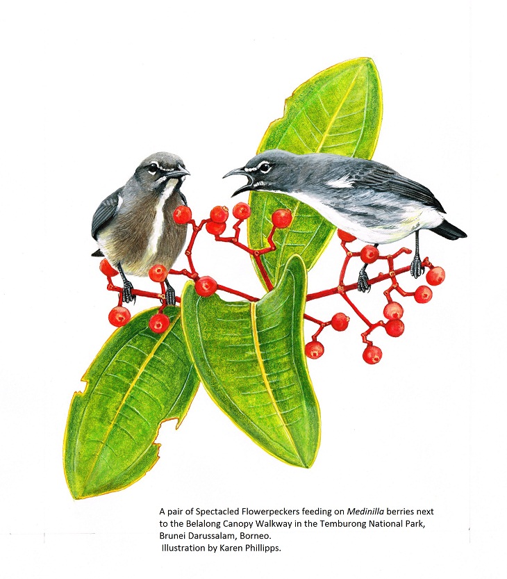 Animals Discovered Spectacled Flowerpecker