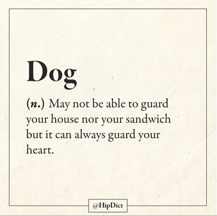 Hilarious and funny alternate definitions to words and common phrases in instagram dictionary, dog