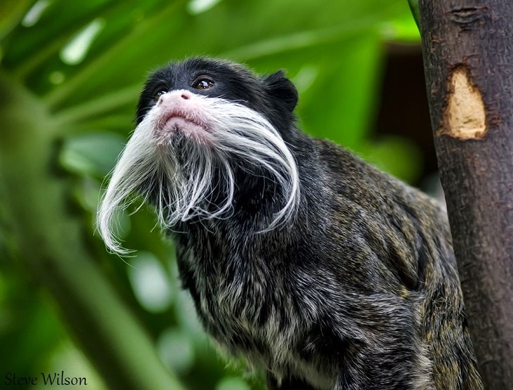 Photographs of the view and flora and fauna in Amazon Rainforest, Emperor tamarin