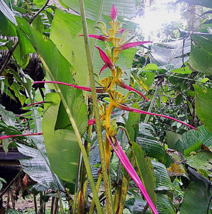Photographs of the view and flora and fauna in Amazon Rainforest, Heliconia aemygdiana, Native to the western Amazon Basin and adjacent uplands