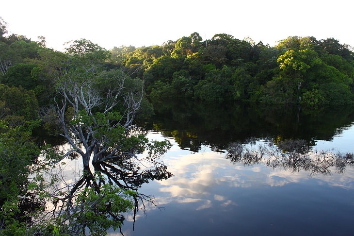 Photographs of the view and flora and fauna in Amazon Rainforest, Jau National Park (New Airao)