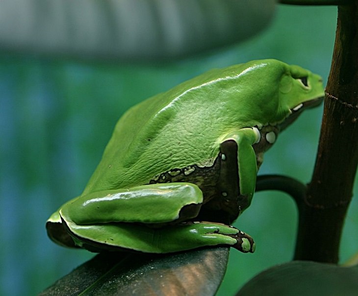 Photographs of the view and flora and fauna in Amazon Rainforest, Giant leaf frog