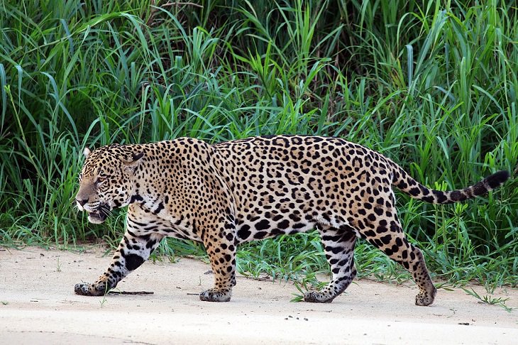 Photographs of the view and flora and fauna in Amazon Rainforest, South American jaguar